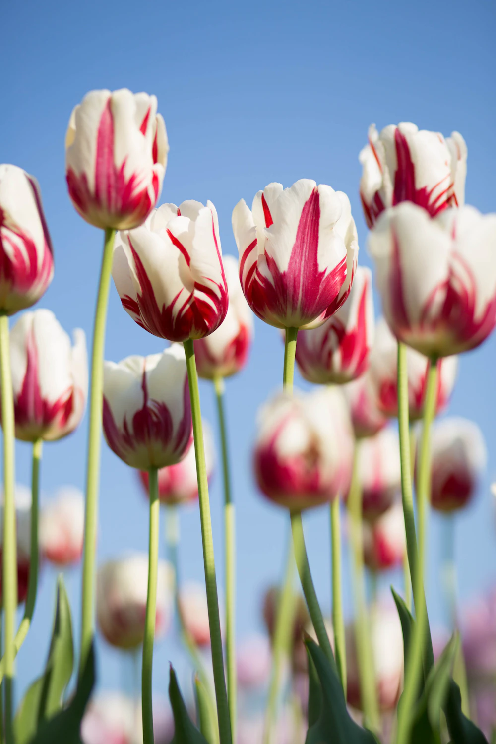 Tulipes délicates