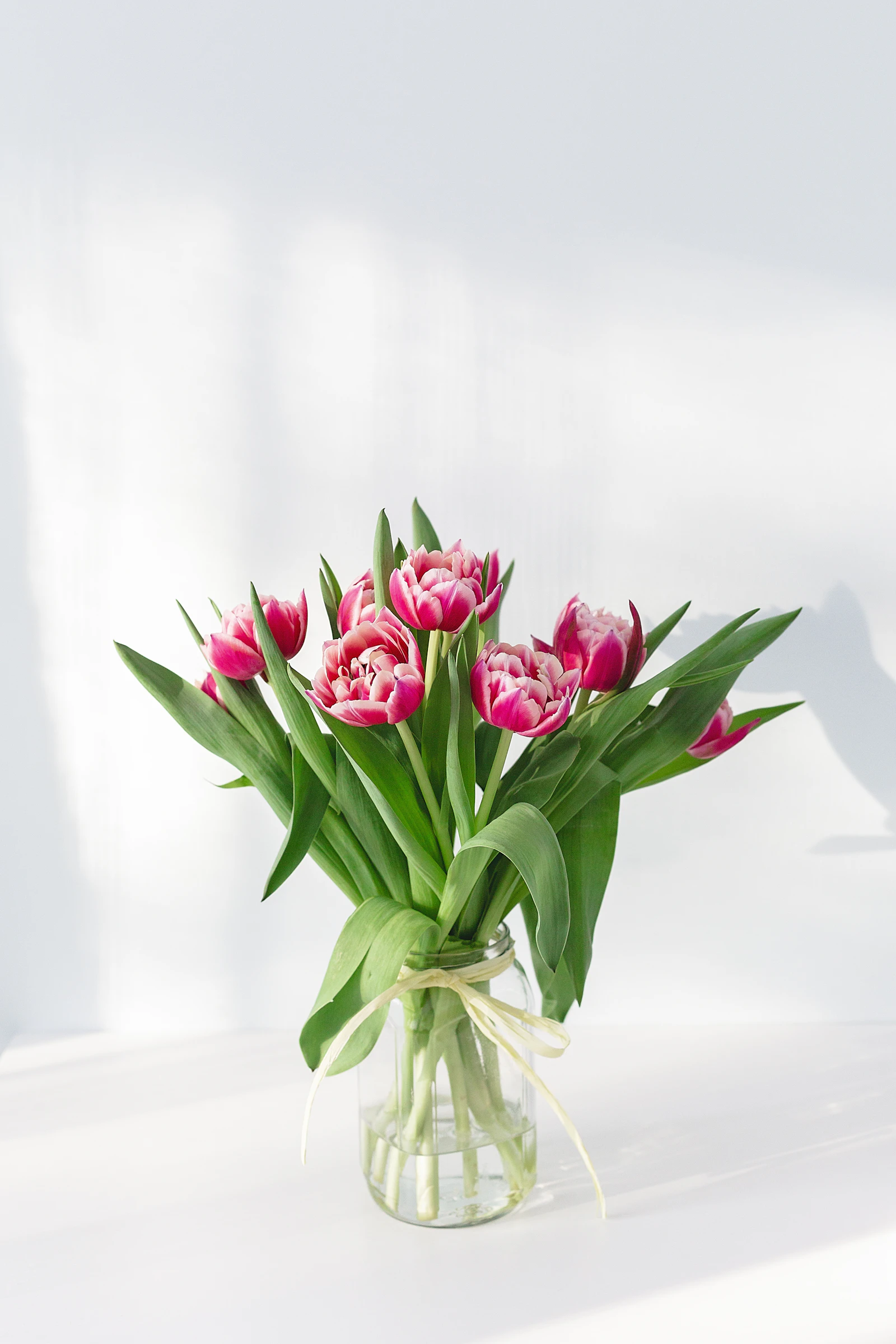 Tulipes roses ouvertes et feuillage luxuriant